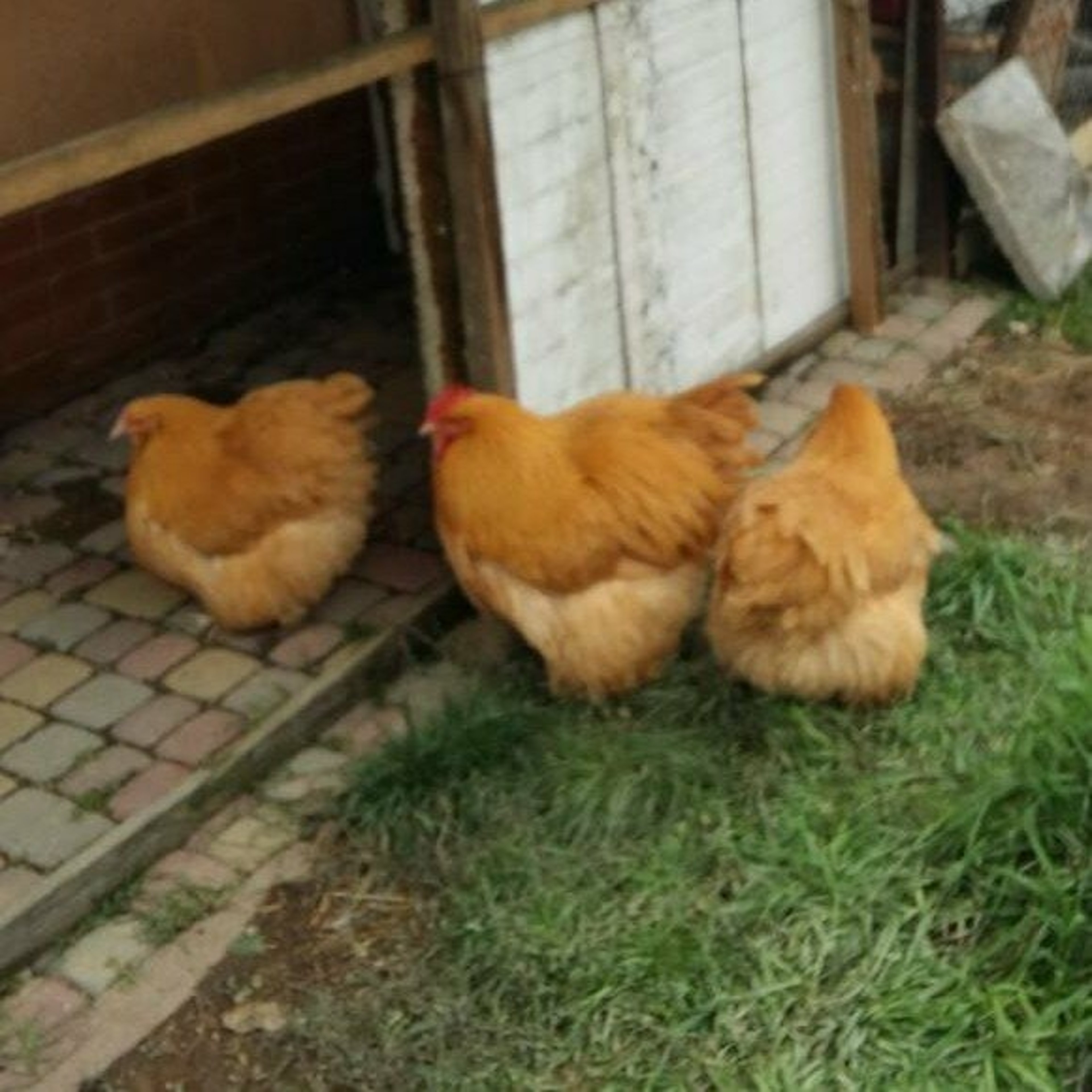 Chick-Chick